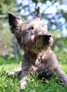 Cairn Companion