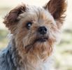 Cairn Companion