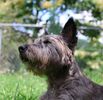 Cairn Companion