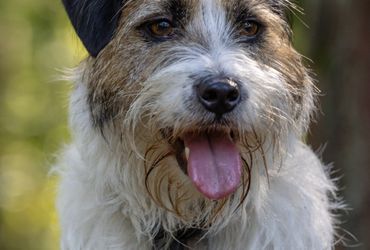 Cairn Companion