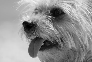 Cairn Companion