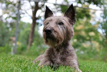Cairn Companion