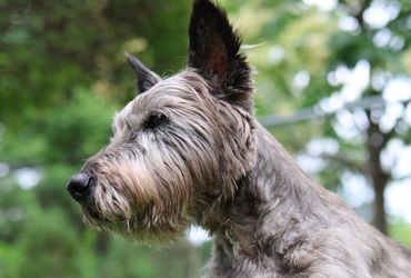 Cairn Companion