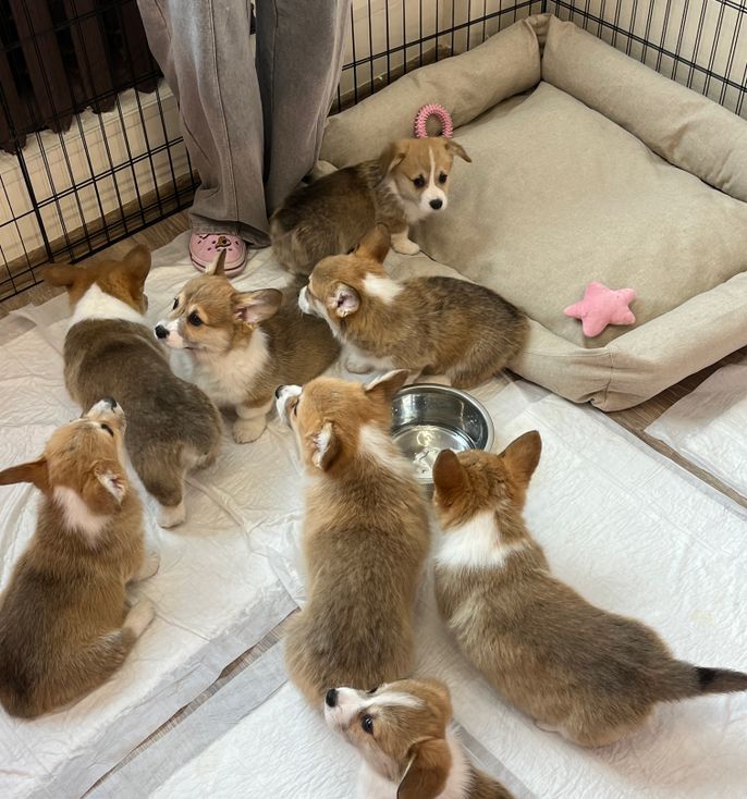 Cairn Companion