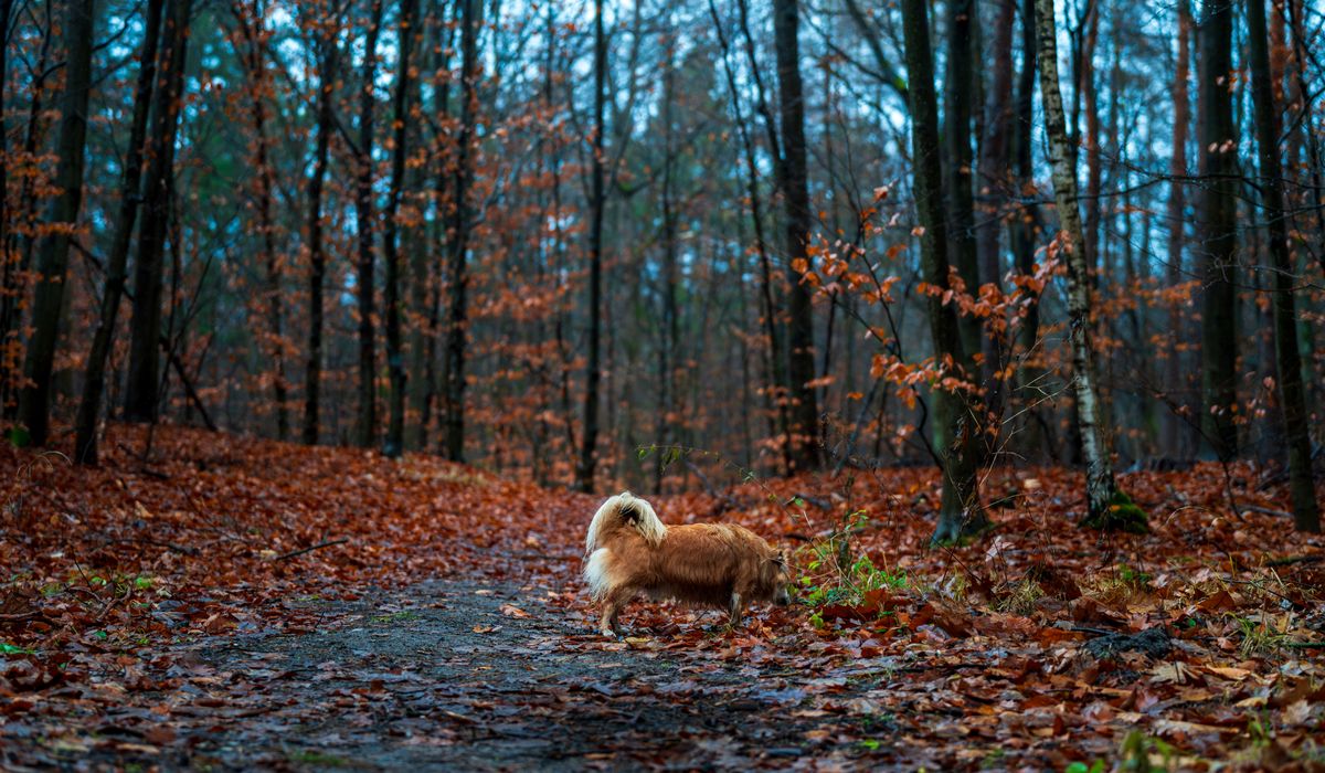 Cairn Companion
