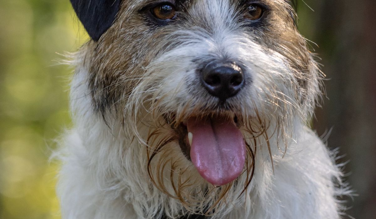 Cairn Companion
