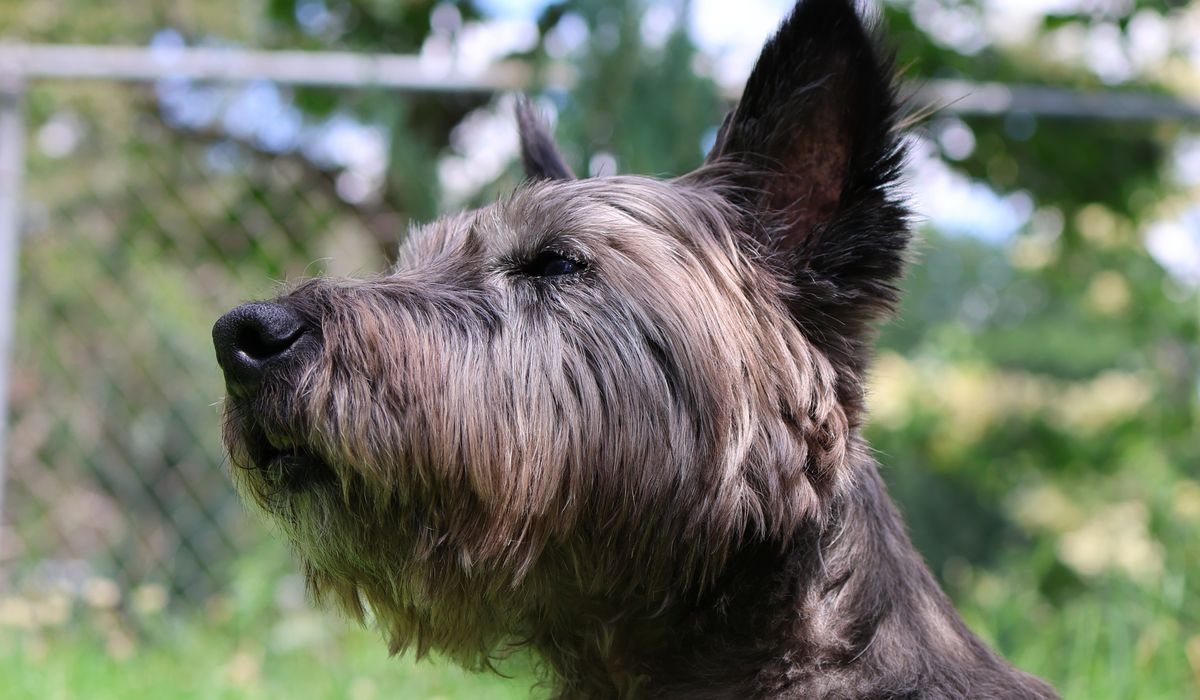 Cairn Companion