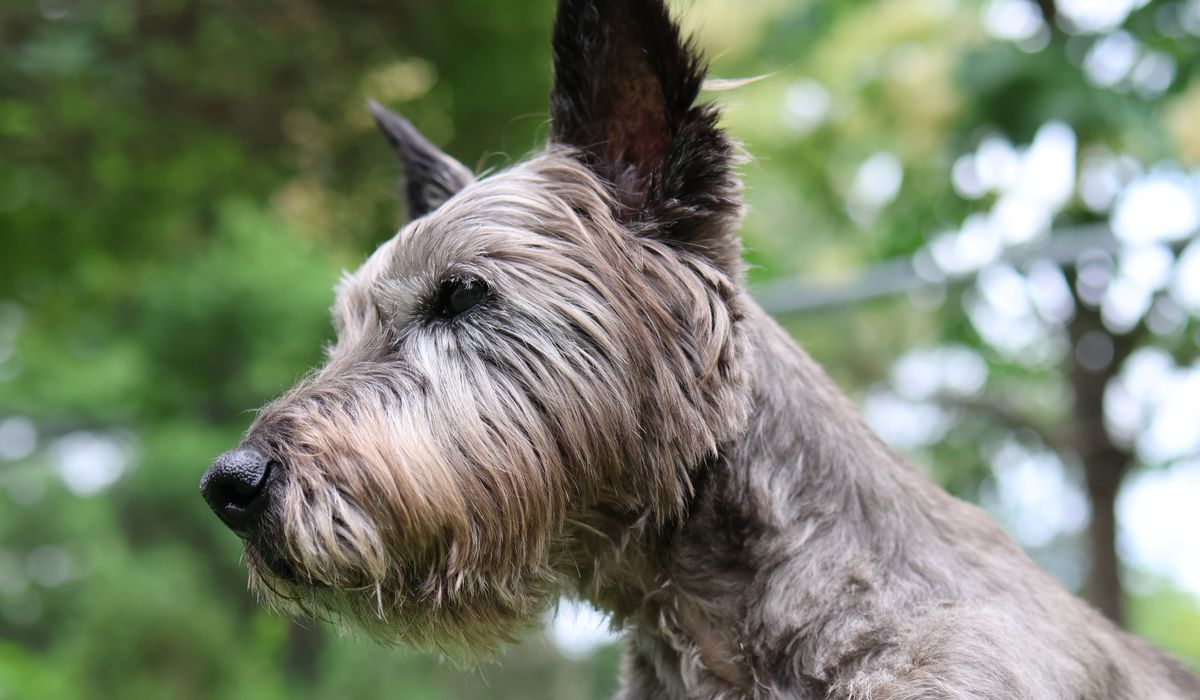 Cairn Companion