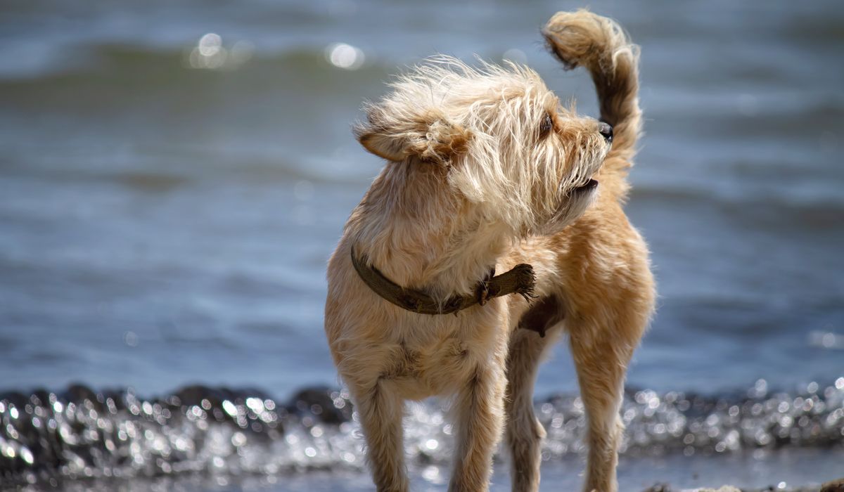 Cairn Companion
