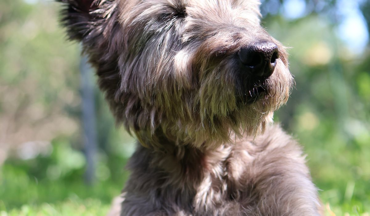 Cairn Companion