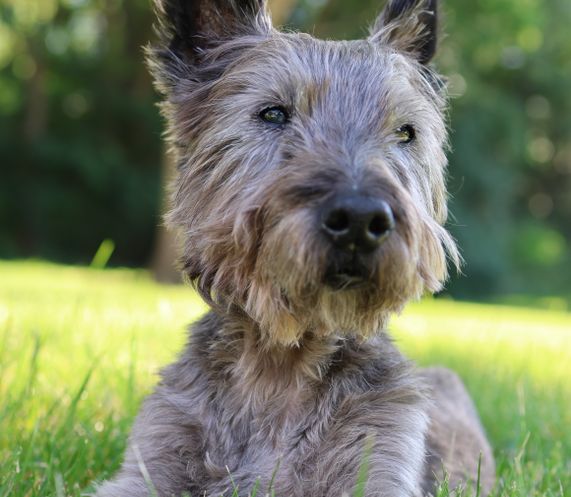 Cairn Companion